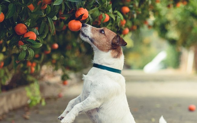Cachorro pode comer laranja? Saiba o que dizem os especialistas