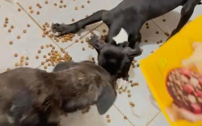 Polícia Ambiental e Zoonoses resgatam cães abandonados em apartamento de Araçatuba Polícia Ambiental e Zoonoses resgatam cães abandonados em apartamento de Araçatuba