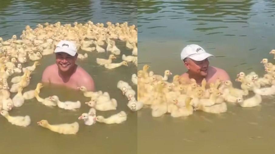 Patos se aproximaram de homem e viralizaram nas redes Patos se aproximaram de homem e viralizaram nas redes