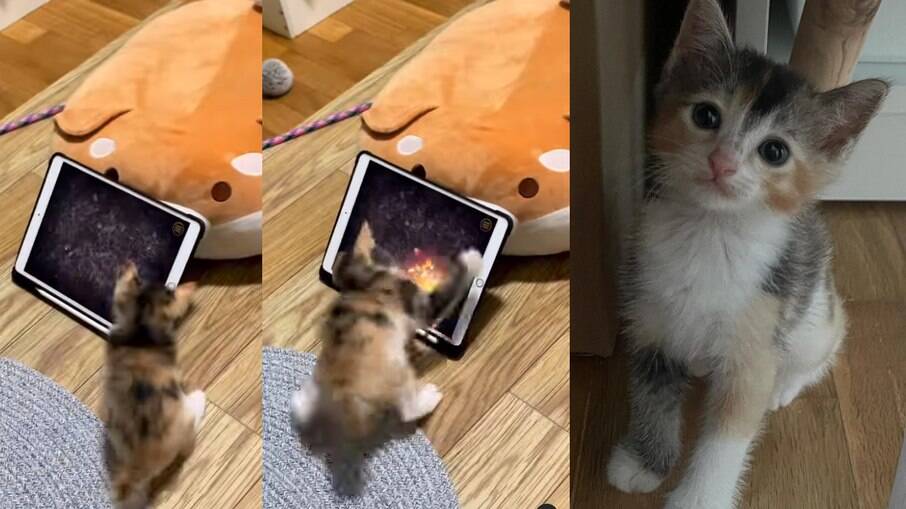 Gatinho super animado ao brincar com tablet viraliza na web