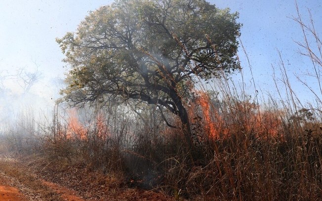 Força-tarefa mobiliza 150 pessoas para conter incêndio na Floresta Nacional de Brasília