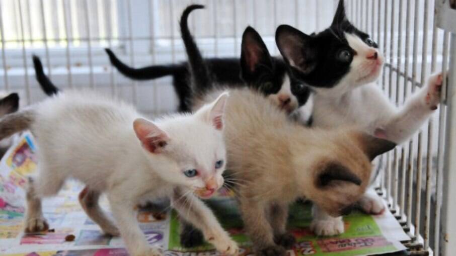 São filhotes de gatos já vermifugados e com a castração garantida São filhotes de gatos já vermifugados e com a castração garantida