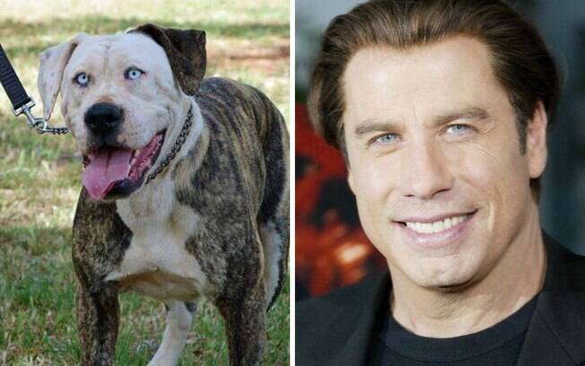 As semelhanças entre esses cachorros e as pessoas famosas são muito impressionantes