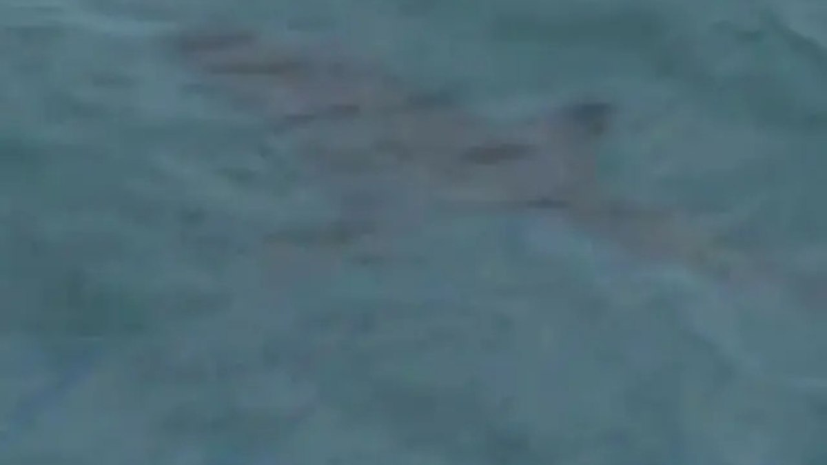 Tubarão mata homem em praia na Austrália - Foto