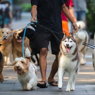 13 nomes de cachorro populares entre os brasileiros