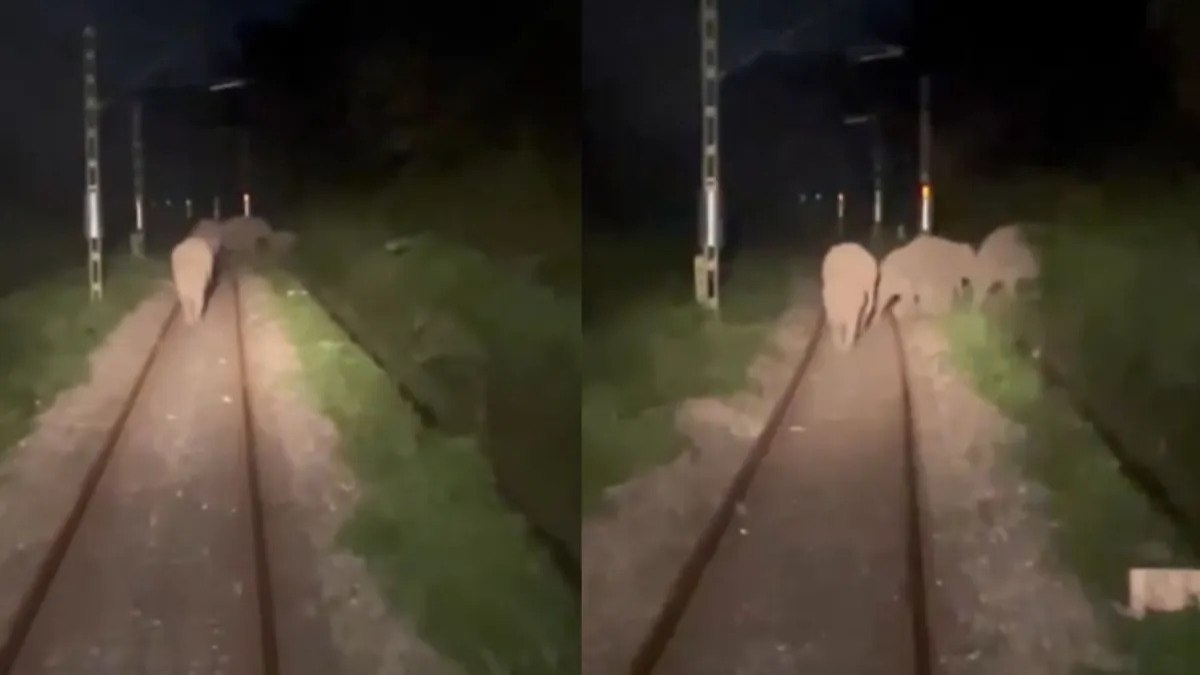 Elefantes param trem ao caminhar pelos trilhos na Índia Elefantes param trem ao caminhar pelos trilhos na Índia