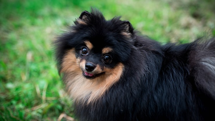 10 curiosidades sobre o Lulu da Pomerânia