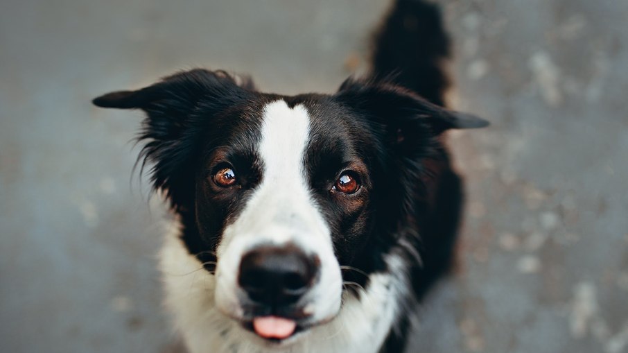 Cão da raça border collie.