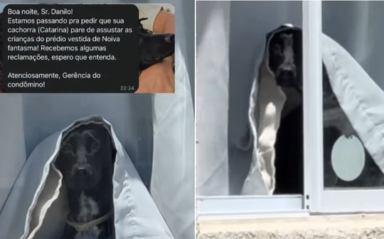 Cadela assusta vizinhos e condomínio é acionado