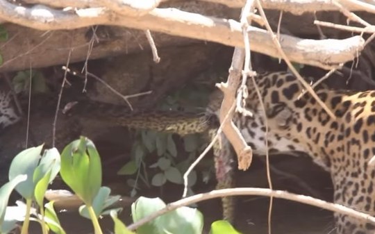 Natureza em ação: flagrantes curiosos entre diferentes espécies