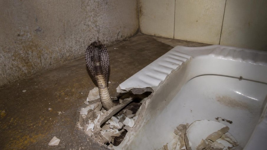 Cobra naja foi encontrada dentro do vaso sanitário Cobra naja foi encontrada dentro do vaso sanitário