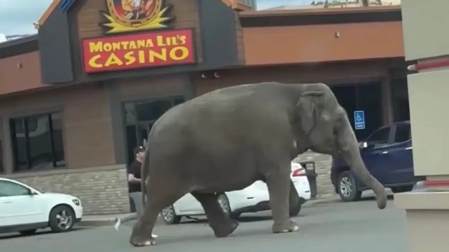 Viola, uma elefante de 58 anos, escapou de seus tratadores enquanto tomava banho na tarde de terça-feira