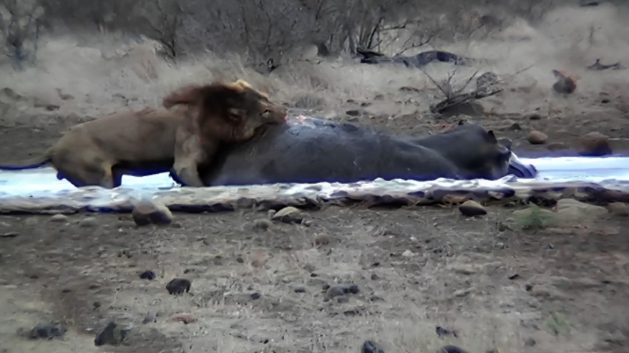 Leões atacam hipopótamo em Botswana, na África Leões atacam hipopótamo em Botswana, na África
