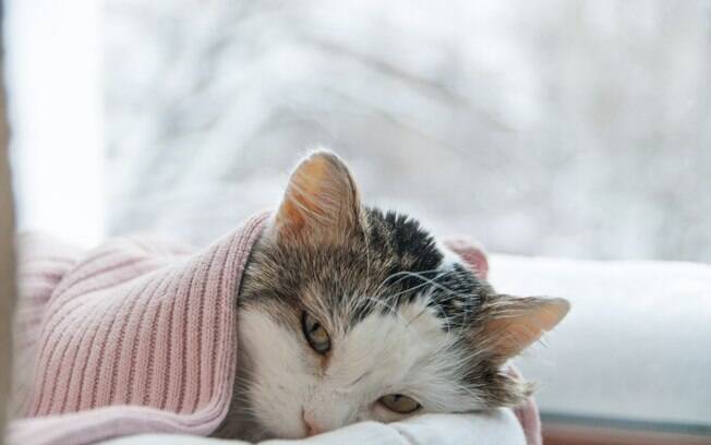 Evite manter seus animais de estimação próximos, pois a transmissão da maioria as doenças de inverno correm através do contato