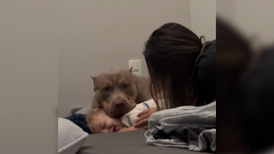 Pitbull acorda bebê com carinho no cangote Pitbull acorda bebê com carinho no cangote