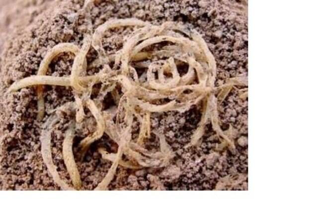 Foto do macarrão mais antigo do mundo. Ele foi descoberto em um povoado extindo na china