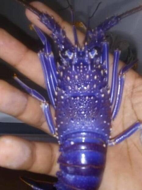 lagosta azul