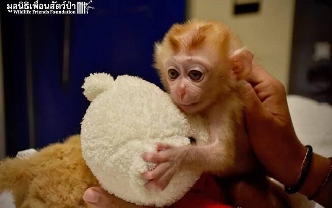 Macaco bebê que perdeu sua mãe não deixa seu ursinho!