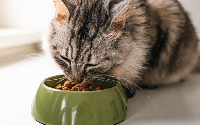 Como saber se a ração do seu gato é de qualidade