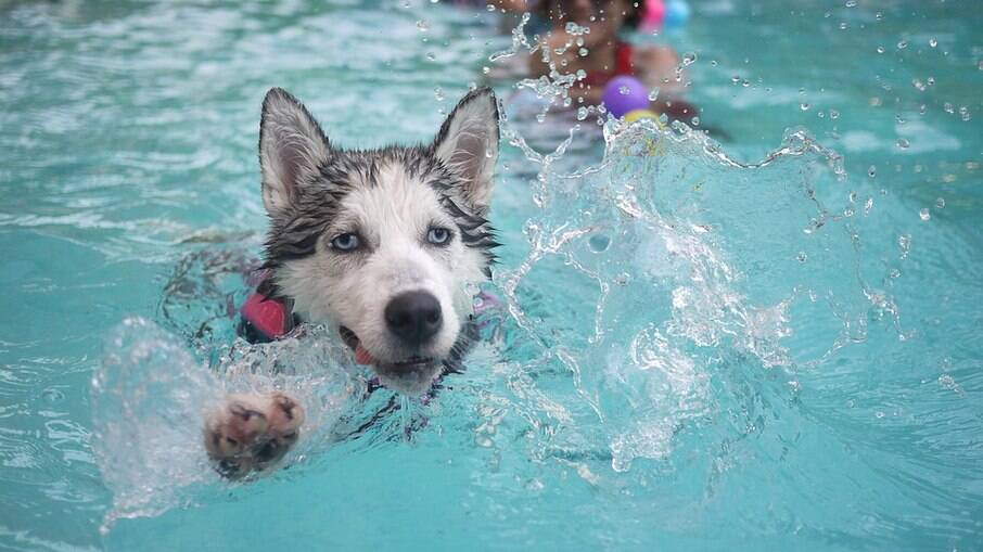 Nem todos os cães nadam naturalmente, aulas de natação para pets podem ser uma ótima opção.