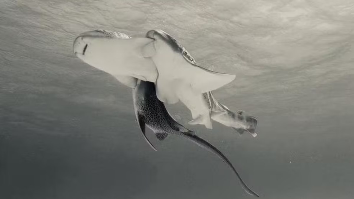 Tubarões-leopardo são flagrados em acasalamento inédito no Pacífico