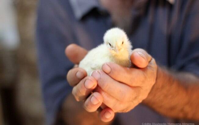 Com altas temperaturas, priorizar o bem-estar das aves é fundamental