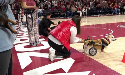 Cachorro com cadeira de rodas perde corrida e comove internautas