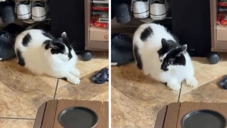 Gata trava ao ouvir sons invisíveis e sai correndo após susto