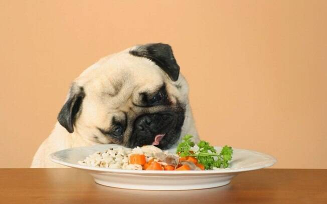 Seu cão está rejeitando certos alimentos? Pode ser intolerância alimentar