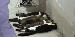 Veterinários viram réus por venda clandestina de sangue de gatos