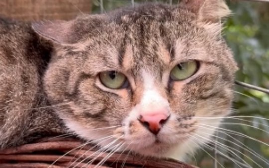 Gato 'rejeita' pedido de folga de tutor em negociação engraçada