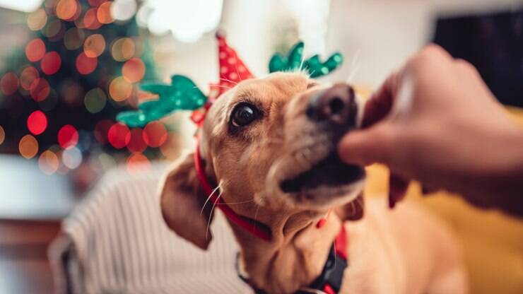 7 receitas para dividir a ceia de Natal com o seu cachorro | Dicas | iG