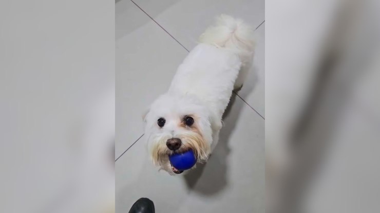 Como%20a%20cannabis%20pode%20ajudar%20na%20sa%C3%BAde%20dos%20cachorros