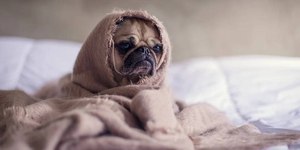Veja 7 cuidados essenciais com cães durante o frio intenso