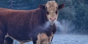 SC registra segunda menor temperatura do ano: -9,1ºC; veja fotos