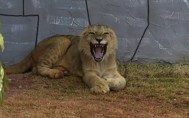 Madiba, filhote macho de leão de sete meses de idade e cerca de 45 kg, veio do Zoológico de São Paulo e vai ficar em área maior e readequada