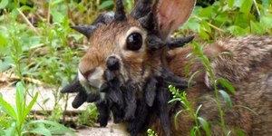 Coelhos ‘Frankenstein’ surgem com tentáculos sombrios na cabeça