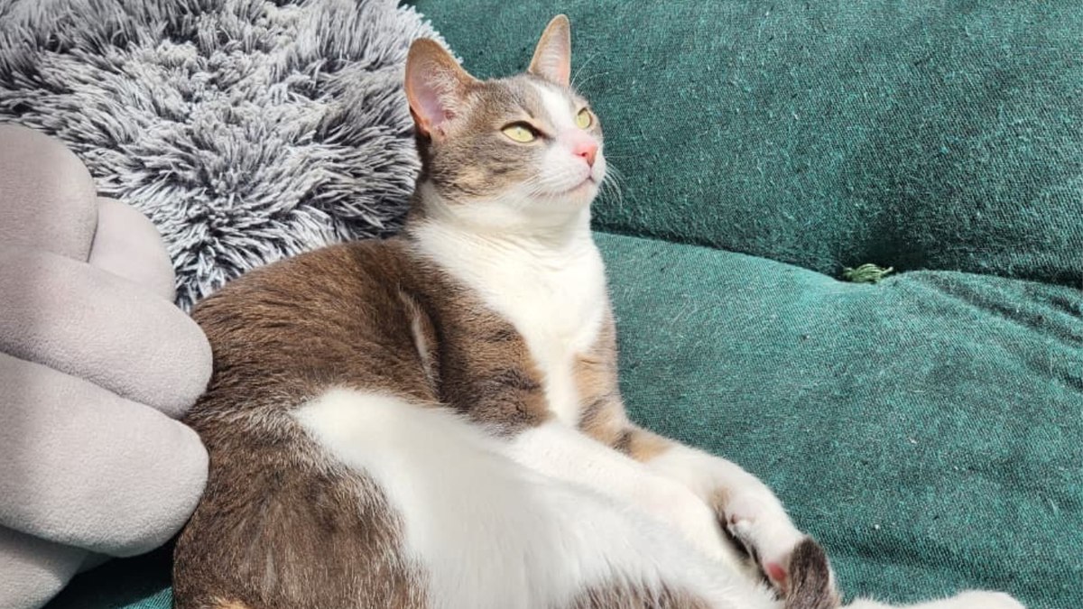 Gatos sem raça definida são maioria no Brasil; veja mitos