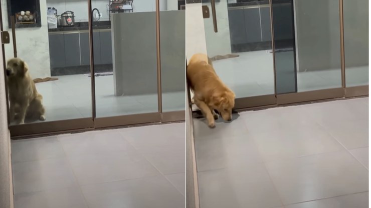 Golden fica em choque ao ser flagrado abrindo a porta sozinho