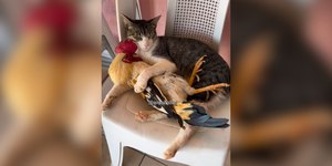 Gato e galo abraçadinhos roubam a cena em vídeo