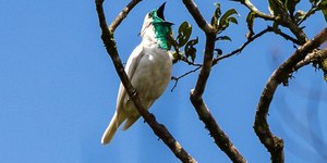 Observação de aves se destaca no Polo de Ecoturismo de São Paulo