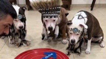 Cachorros%20fantasiados%20de%20%C3%ADndio%20disputam%20petisco%20em%20jogo%20de%20roleta