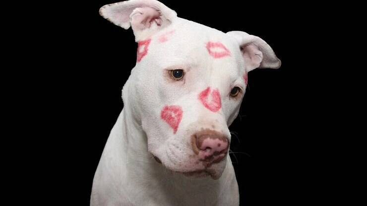 5 fatos sobre a raça american pit bull terrier que talvez você não saiba