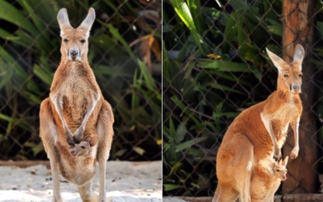 Bebê canguru surge fora da bolsa da mãe em Zoológico E41qtz18bd7itzwpcmhwy3psm