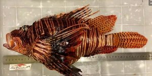 Peixe-leão capturado no Nordeste pode ser o maior do mundo