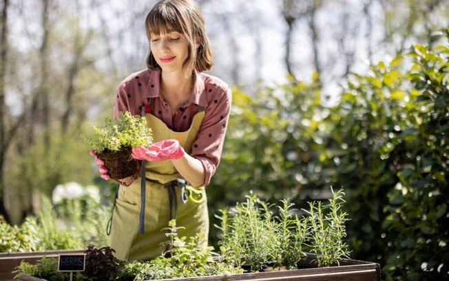 27 temperos, ervas e hortaliças perfeitos para plantar em agosto