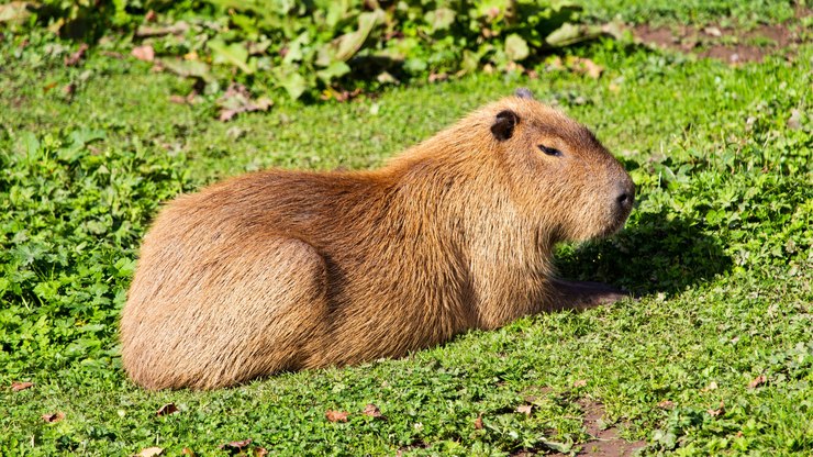 VÍDEO: Vaca é levada pela correnteza da chuva