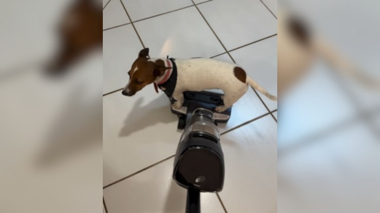 Cadela aproveita carona em aspirador de pó para passear pela casa
