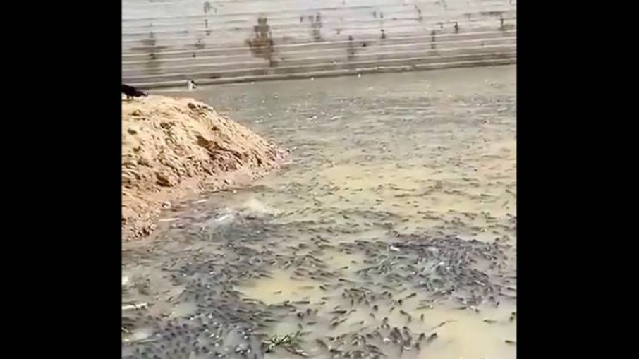 Peixes mortos na Barragem de Oiticica