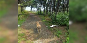 Cachorro segue carro do Street View e surge em mais de mil fotos
